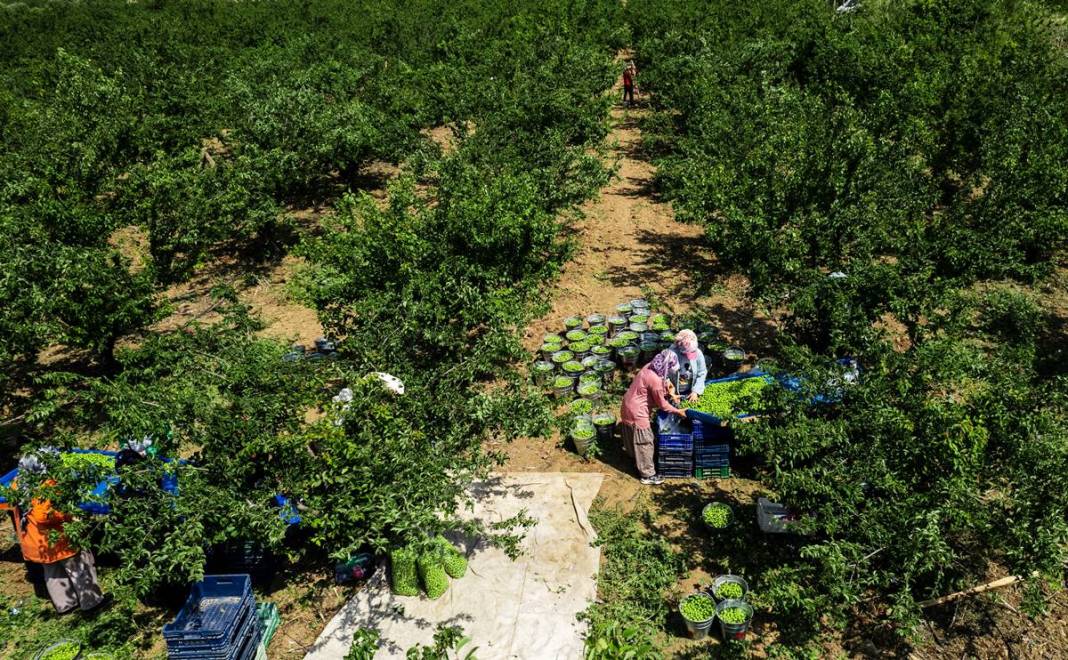 Sadece bu kentte yetişiyor: Kilosu 100 TL'den kapışılıyor! Hasat, bu yıl erken başladı 7